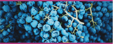 Wild Wines